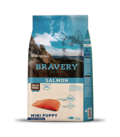 salmon mini puppy small breeds
